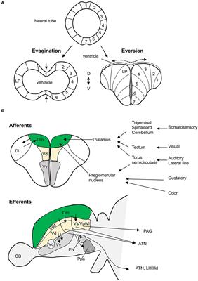 Integrated Behavioral, Genetic and Brain Circuit Visualization Methods to Unravel Functional Anatomy of Zebrafish Amygdala